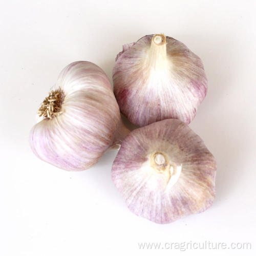 New 6.0cm Red Garlic For Sale